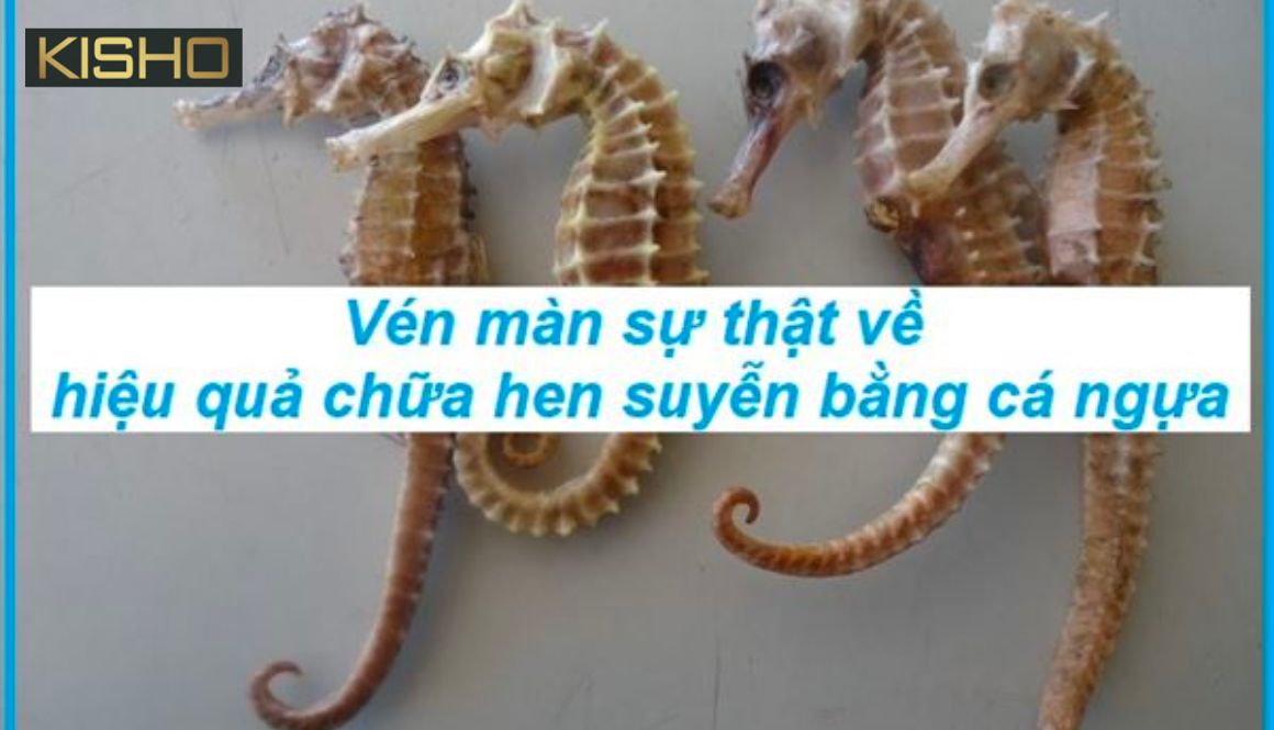 Giải đáp thắc mắc cá ngựa trị bệnh suyễn